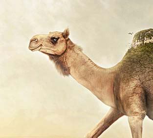 地区定制的手机号轰炸机